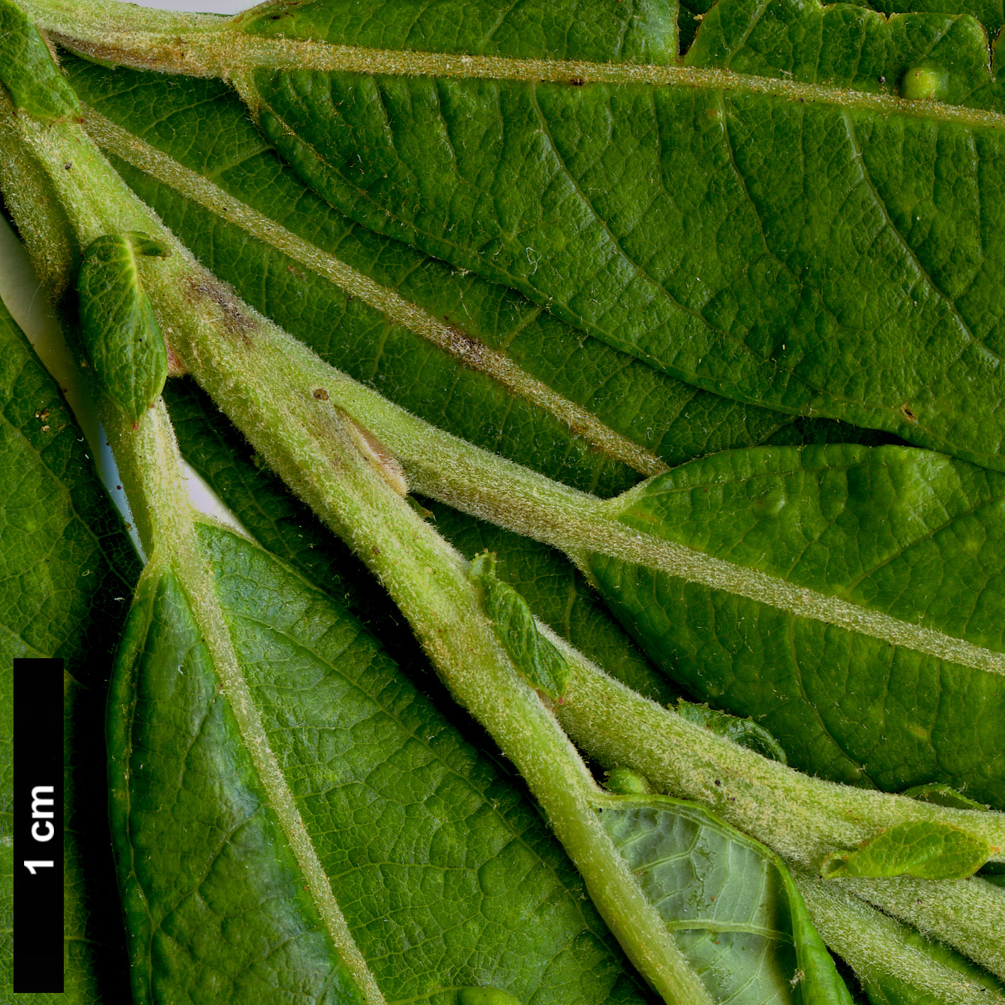 High resolution image: Family: Salicaceae - Genus: Salix - Taxon: canariensis